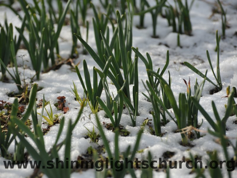 Daffodil shots in fresh snow, Nagaoakyo, Japan