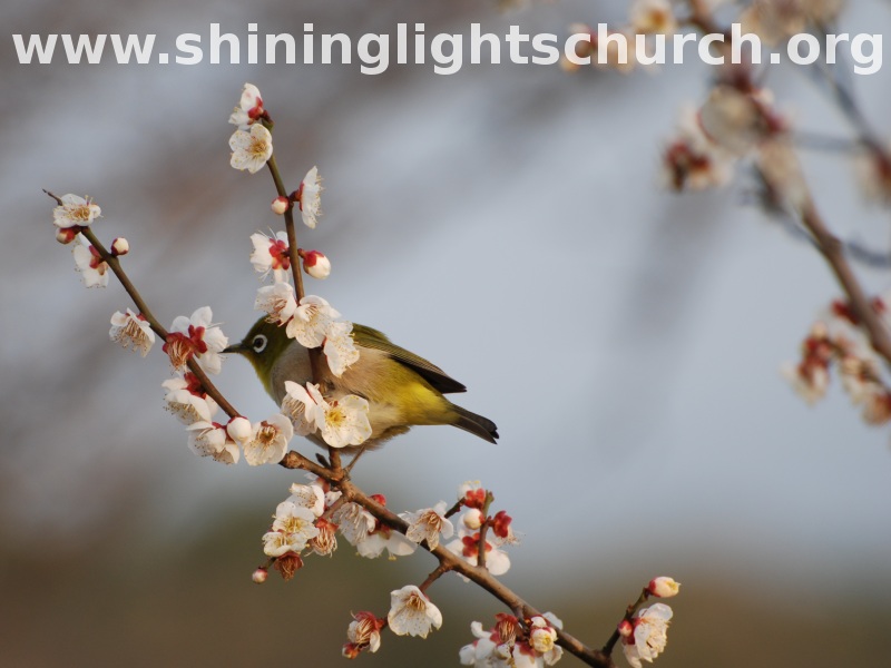 A Japanese White Eye (Bird) and Plum Blossoms, Nagaoakyo, Japan