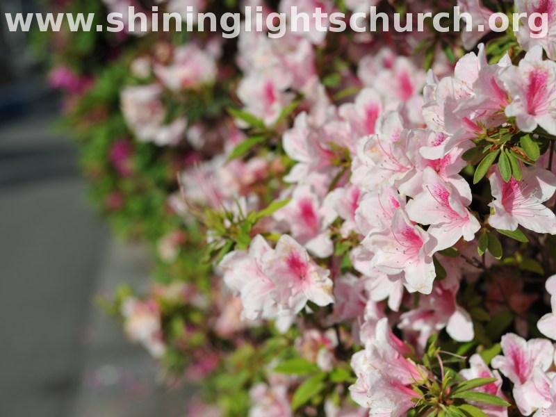 Azaleas, Nagaokakyo, Japan.