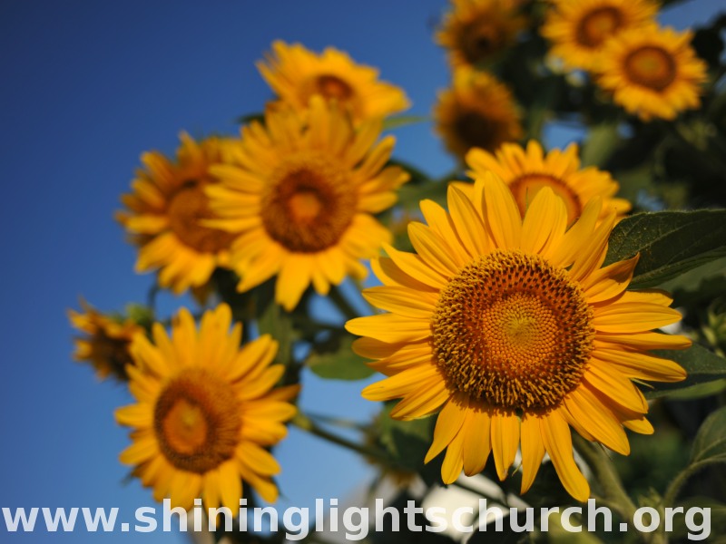 Sunflowers in Nagaokakyo, these flower from late July to early August