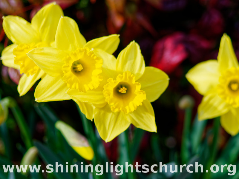 Daffodils, Nagaokakyo, Japan.