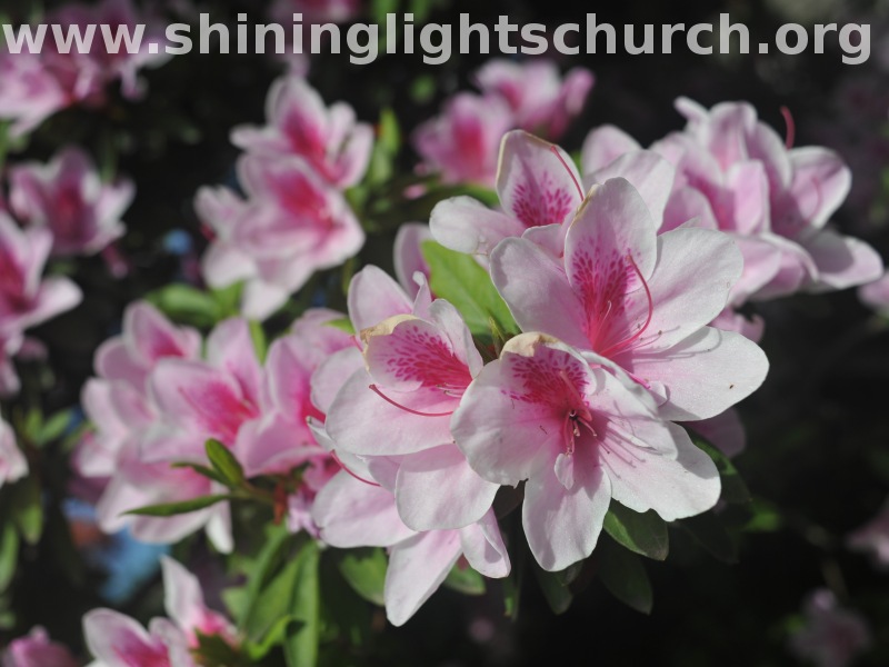 Azaleas, Nagaokakyo, Japan.