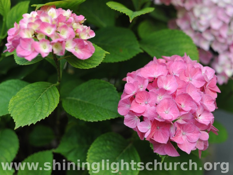 Hydrangeas, Nagaokakyo, Japan.