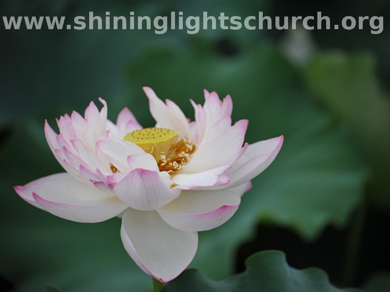 Lotus Blossom, Nagaokakyo, Japan.