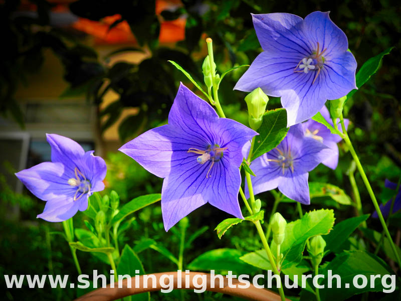 Kikyo (Japanese Bellflower), Nagaokakyo, Japan.